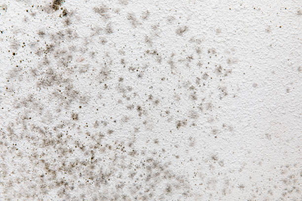 Best HVAC Mold Inspection and Cleaning  in Mcleansville, NC